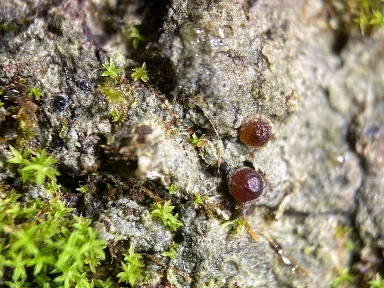 Thelopsis rubella, Denny Inclosure, New Forest