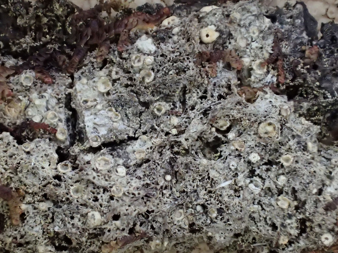 Topeliopsis azorica, North Kerry