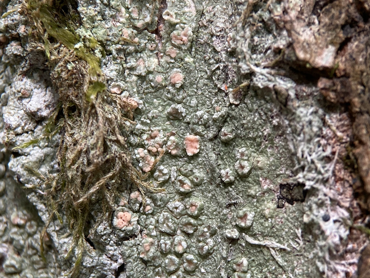 Tremella pertusariae, on Pertusaria hymenea, Whitley Wood, New Forest