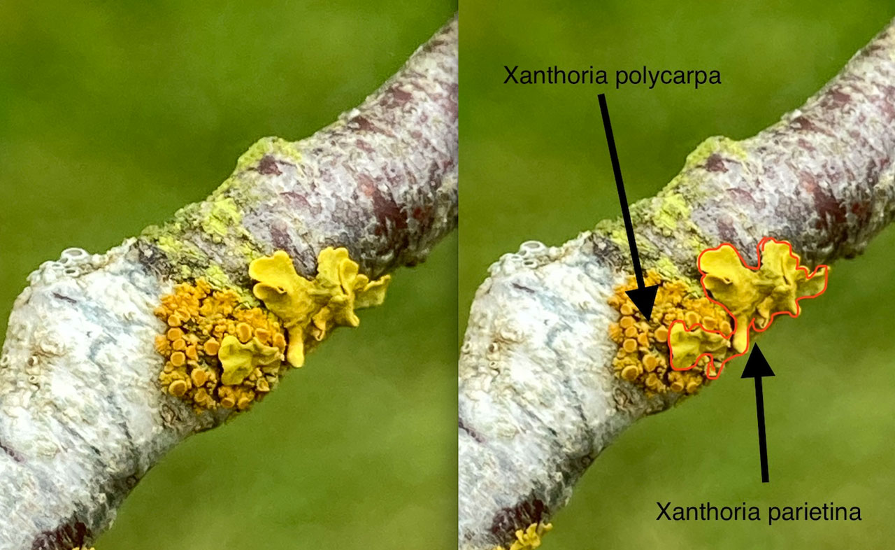 Xanthoria polycarpa & Xanthoria parietina, churchyard, Warwickshire