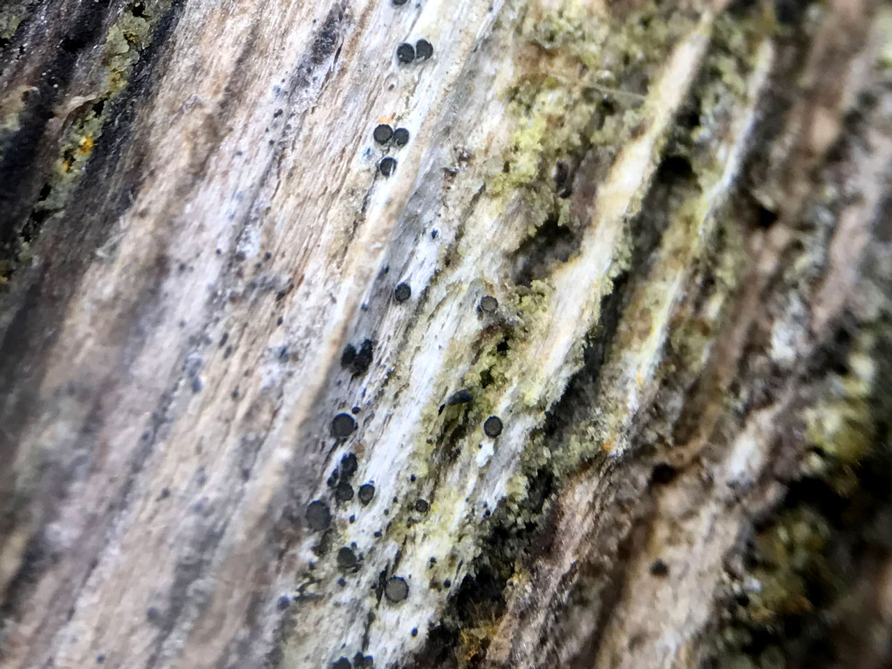 Xerotrema quercicola, Cod Wood, Fingle Woods