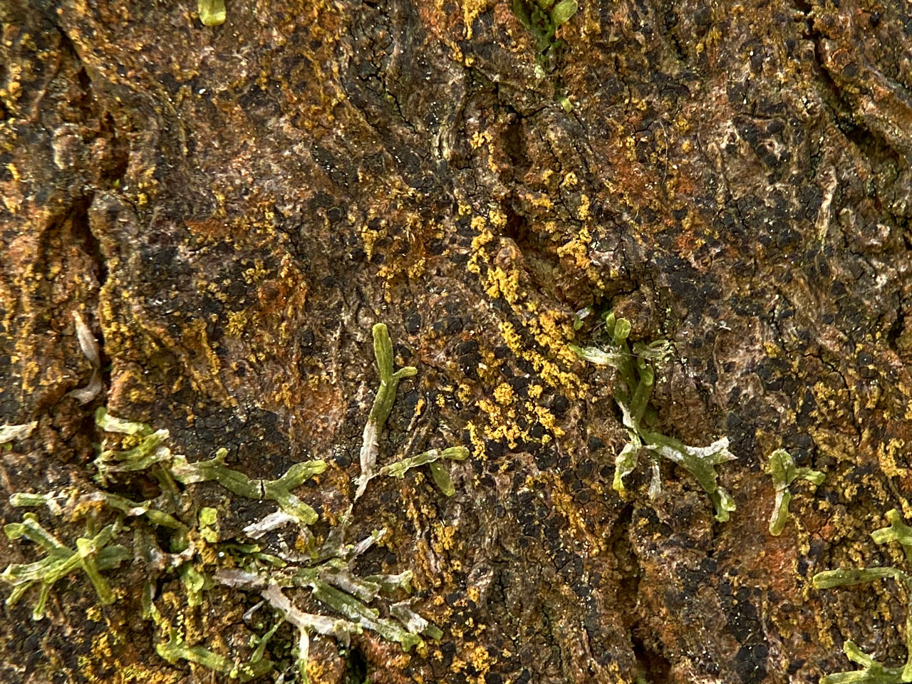 Zwackhia sorediifera, young Beech, The Ridge, Busketts Wood, New Forest