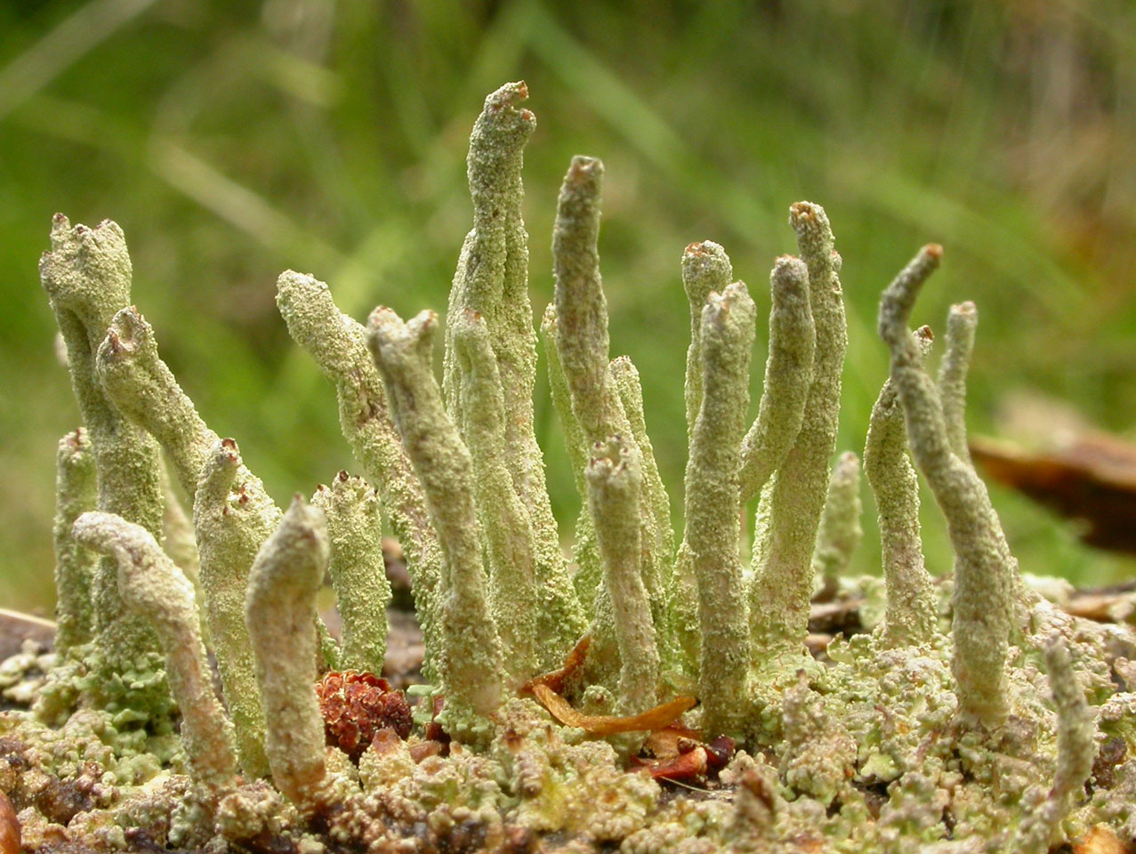 Cladonia umbricola, Norway