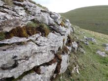 Outcrop of Carboniferous limestone