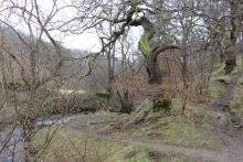 Stoke Ford and old oak trees at the bottom of Abney Clough